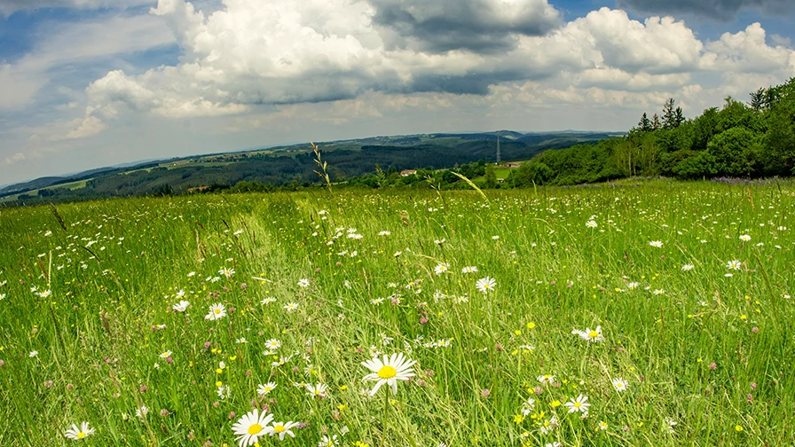 Wildflower Meadow