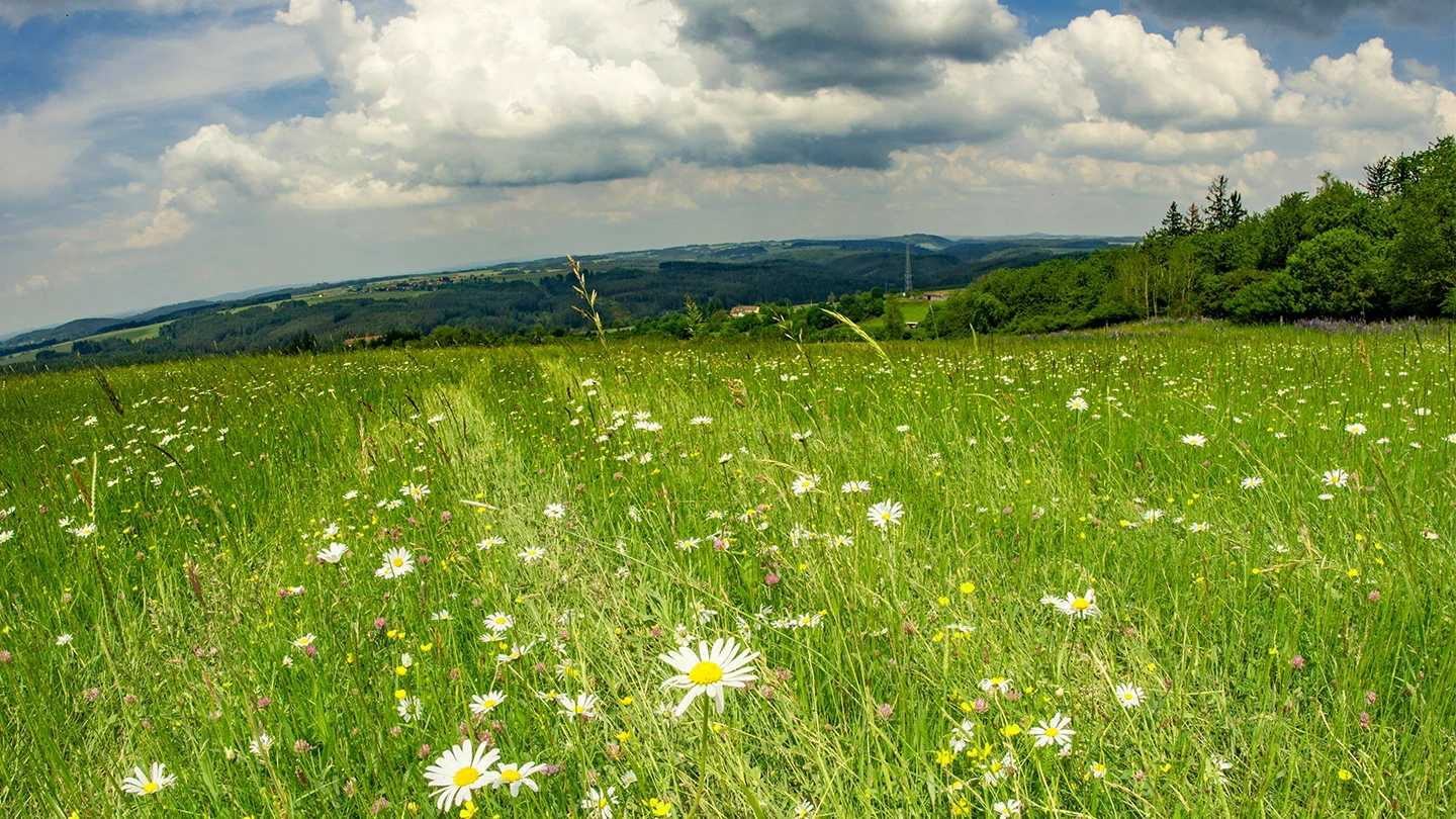 Wildflower Meadow